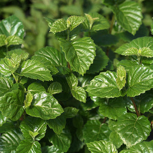 All That Glows&reg; Arrowwood Viburnum