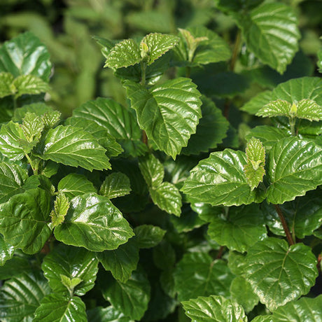 All That Glows&reg; Arrowwood Viburnum