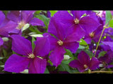 Jackman Superba Clematis