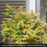 Bronze Anniversary&reg; Abelia