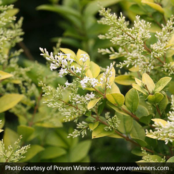 Golden Ticket&reg; Privet