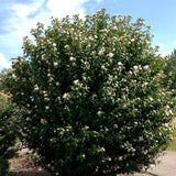 Blushing Bride Rose of Sharon