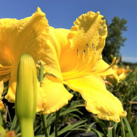 Pocket Full of Gold&reg; Daylily