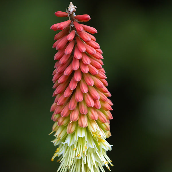 Flamenco Red Hot Poker