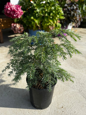 Canadian Hemlock