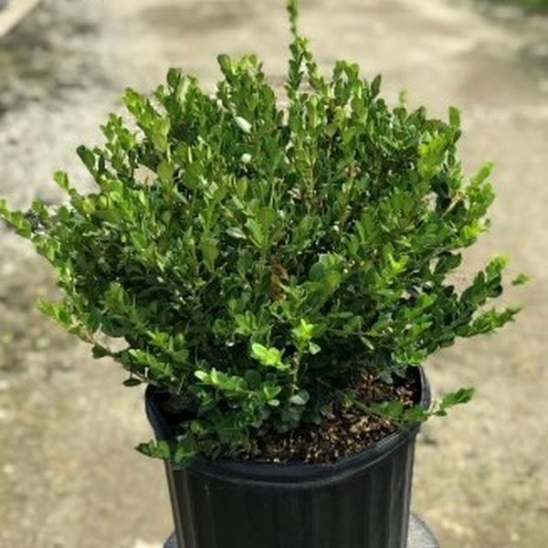 Winter Beauty Boxwood