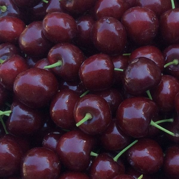 Blackgold&reg; Sweet Cherry Tree