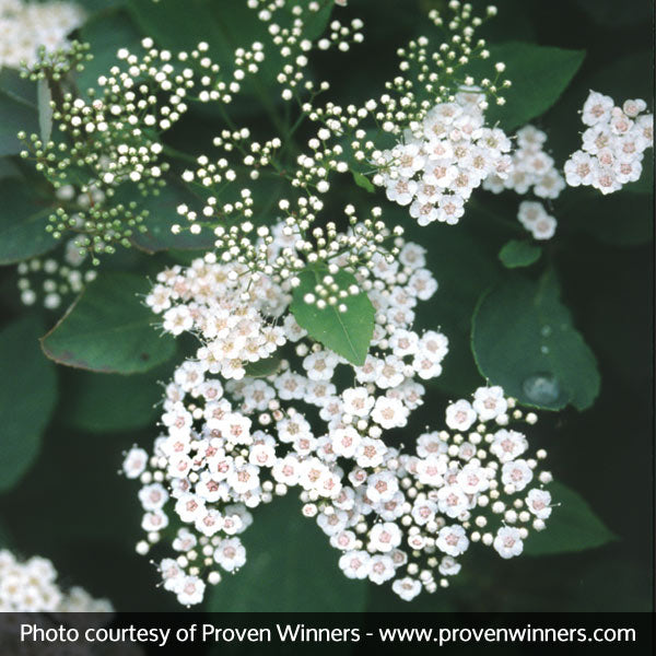 Snow Storm&trade; Spirea