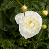 Duchesse de Nemours Peony