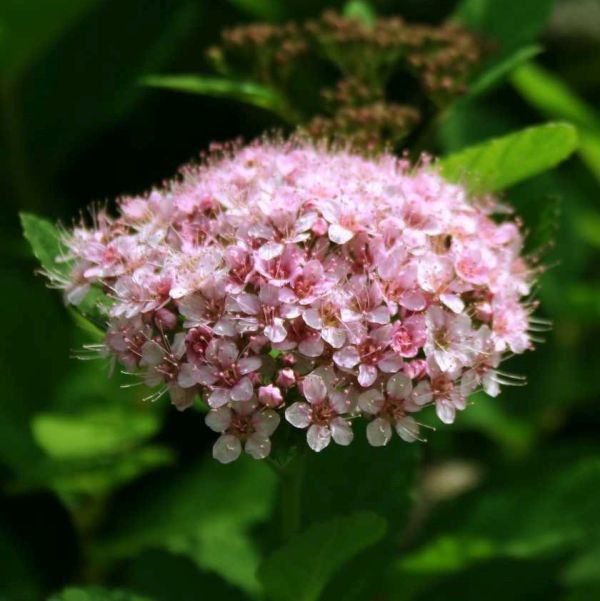 Pink Sparkler Spirea