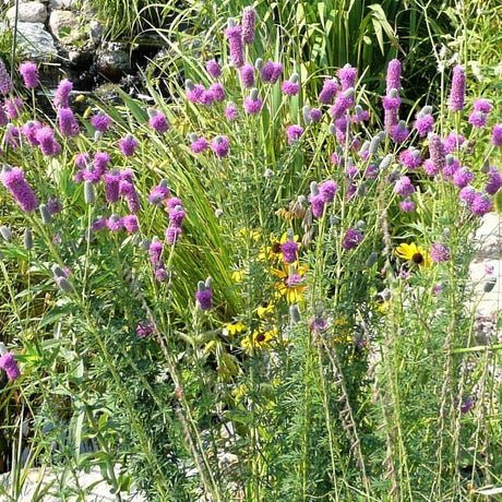 Purple Prairie Clover