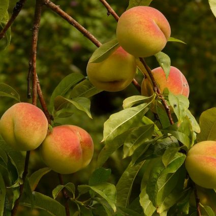 Harken Peach Tree