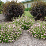 Norman Spirea