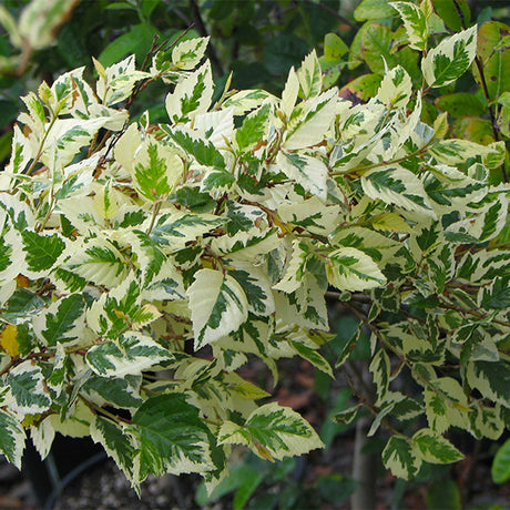 Shiloh Splash River Birch Tree