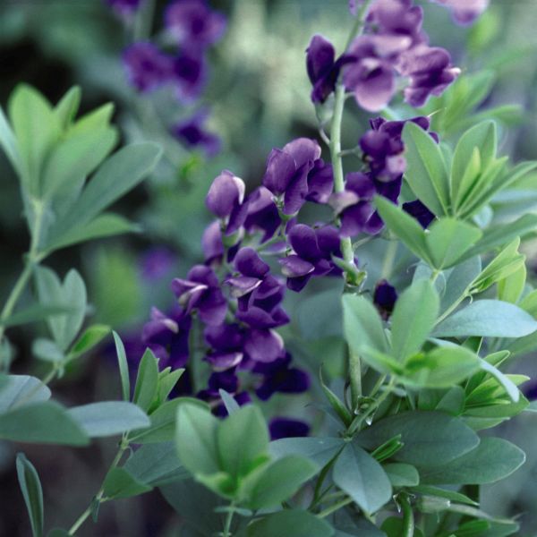 Blue False Indigo