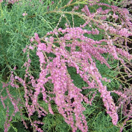 Summer Glow Tamarisk