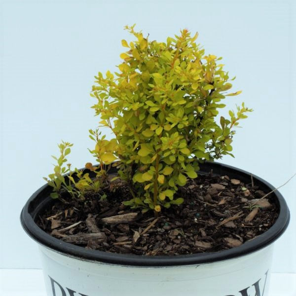 Sunjoy&reg; Citrus Barberry