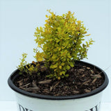 Sunjoy&reg; Citrus Barberry