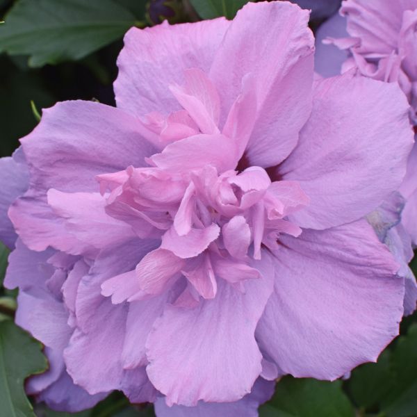 Sugar Tip&reg; Gold Rose of Sharon