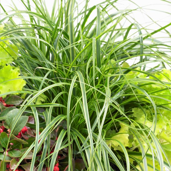 EverColor&reg; Everlime Variegated Sedge Grass