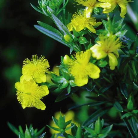 Ames St. John’s Wort