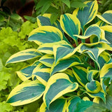 Autumn Frost Hosta