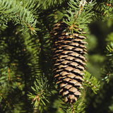 Norway Spruce Tree