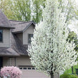 Cleveland Flowering Pear