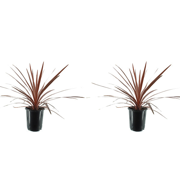 Red Star Cordyline