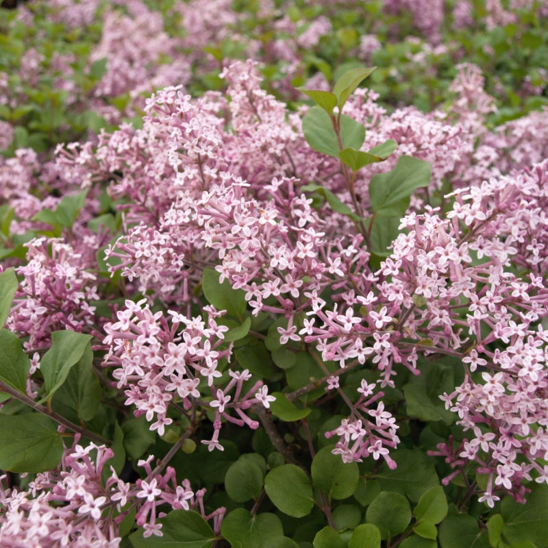 Dwarf Korean Lilac