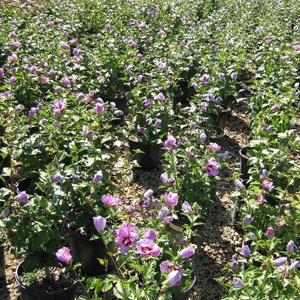 Minerva Rose of Sharon Shrub