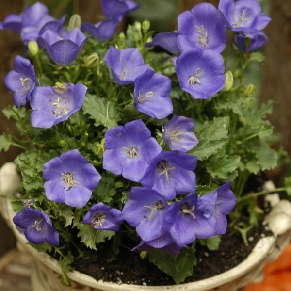 Pearl Deep Blue Bellflower