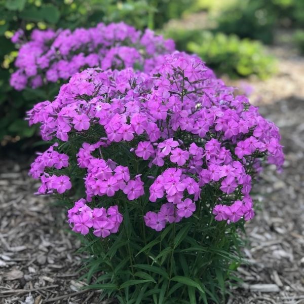 Forever Pink Phlox