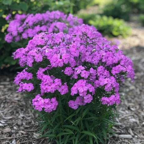 Forever Pink Phlox