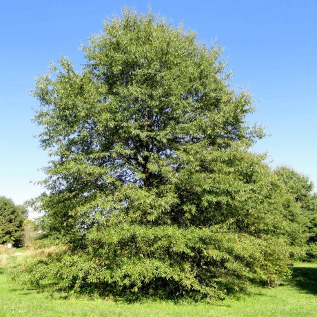 Willow Oak Tree