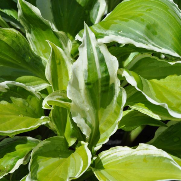 Hosta Albomarginata