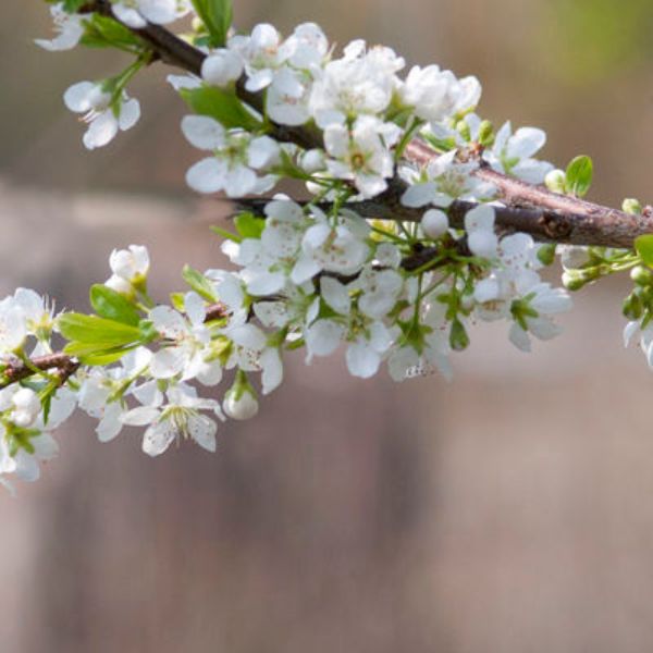 BlackIce® Plum Tree