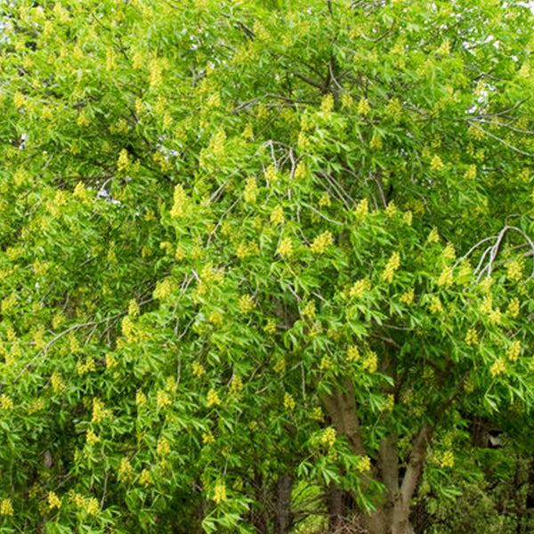 Ohio Buckeye Tree