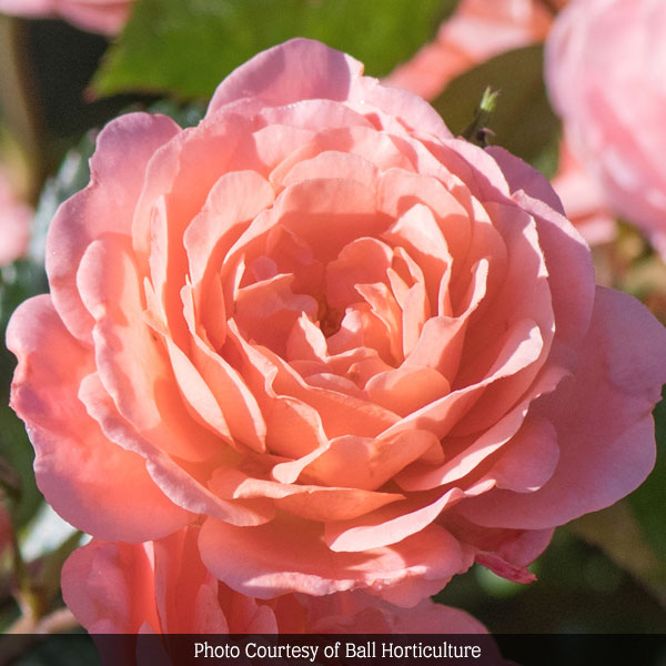 Apricot Drift&reg; Rose Tree