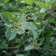 Chicago Lustre Arrowwood Viburnum