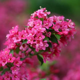 Sonic Bloom&reg; Pink Reblooming Weigela