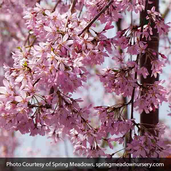 Pink Snow Showers&trade; Weeping Cherry