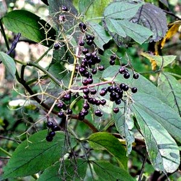 American Elderberry