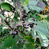 American Elderberry