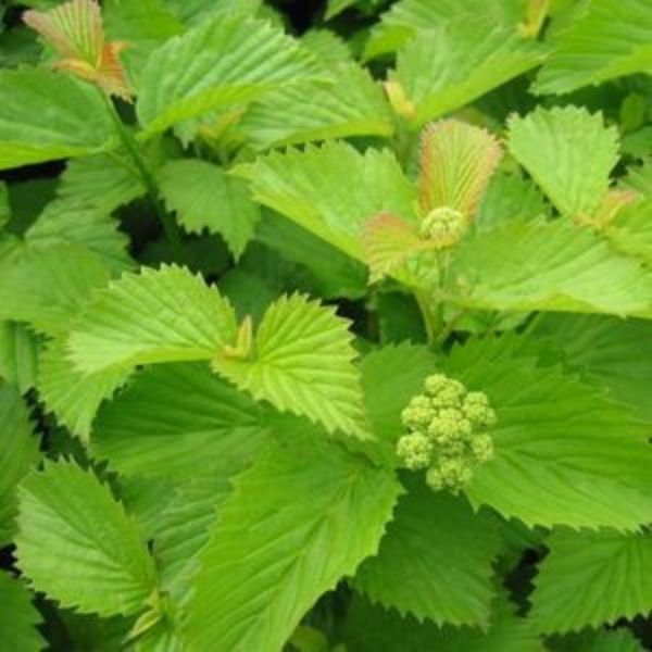 Raspberry Tart Viburnum