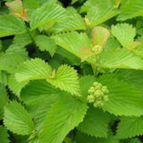 Raspberry Tart Viburnum