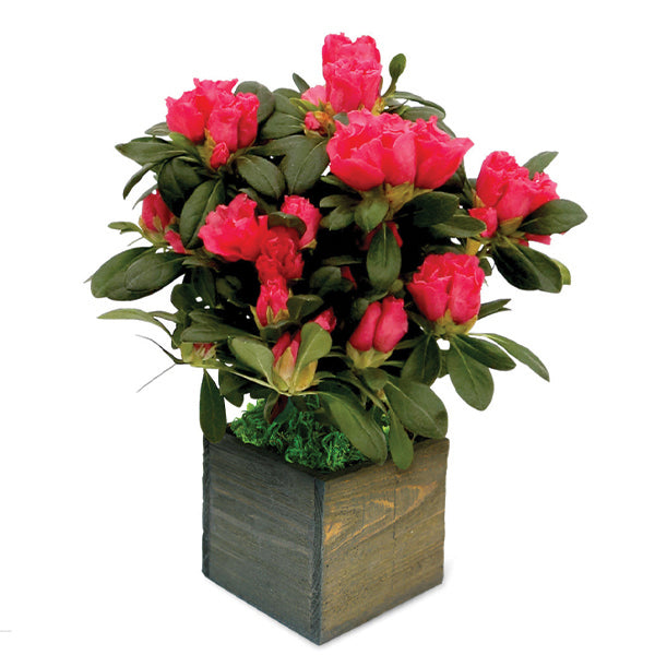 Life is Sweet Red Florist Azalea