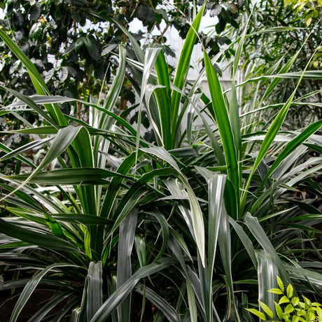 Janet Craig Dracaena