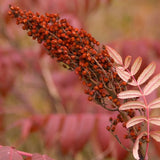 Smooth Sumac