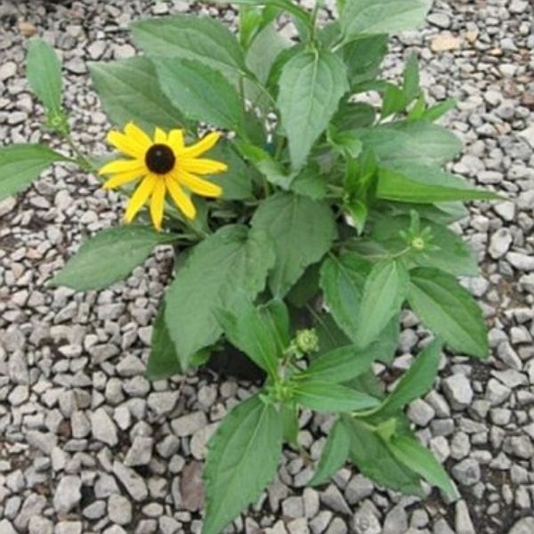 Herbstonne Black-Eyed Susan